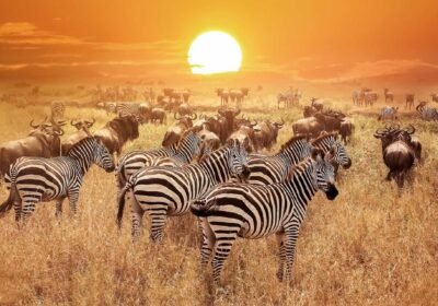 What Does a Safari in East Africa Really Feel Like?