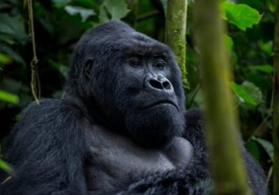 6 Days Gorilla & Chimp Adventure