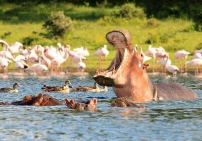 8 Days Masai Mara & Great Rift Valley Lakes