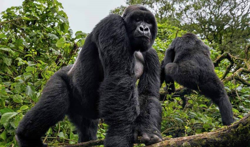 Rwanda