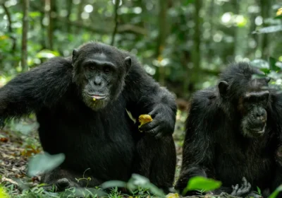 3 Days Kibale Chimp Trekking