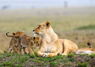 9 Days Prime Parks & Reserve
