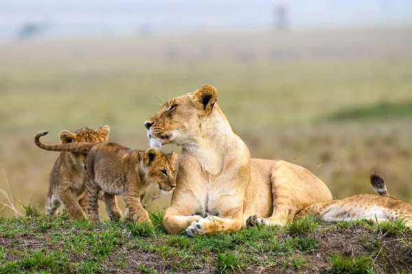 9 Days Prime Parks & Reserve