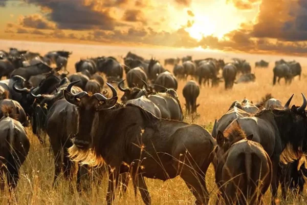 4-Day Migration Safari