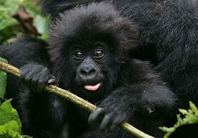 5-Day Volcanoes Gorillas & Akagera Park Wildlife Safari