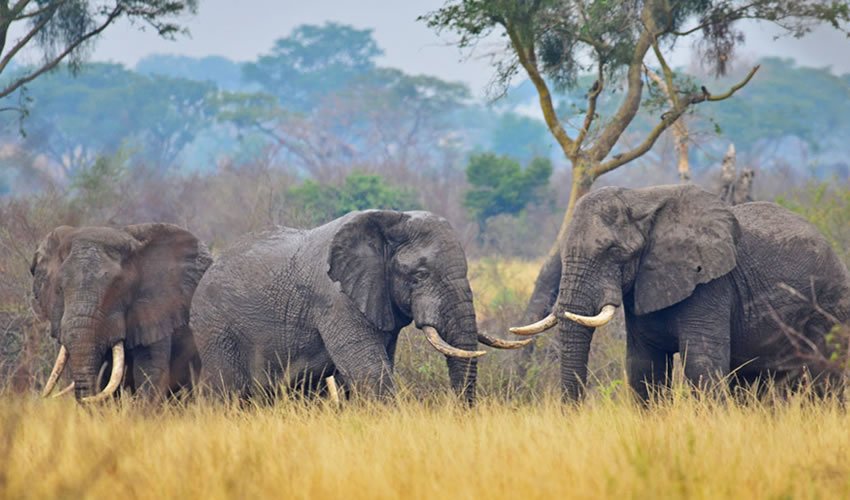 Uganda