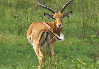 Sustainable Safari Tours in Uganda: How Responsible Travel Protects Wildlife & Empowers Communities