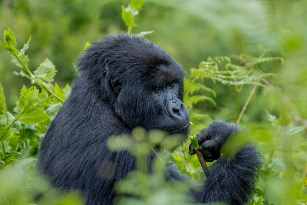 Ultimate Guide to Gorilla Trekking in Uganda: Permits & Best Time to Go