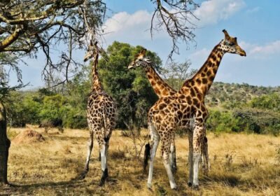Best East Africa Safari Packages: Uganda, Rwanda, Kenya & Tanzania Compared