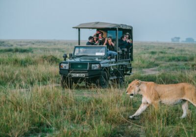 African Safari Planning Guide: Everything International Travelers Need to Know