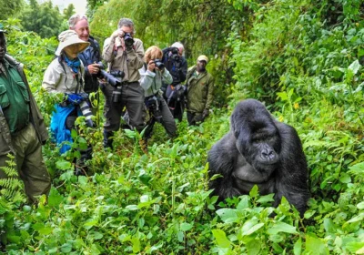 Uganda Wildlife Safari: Unforgettable Experiences Beyond Gorilla Trekking