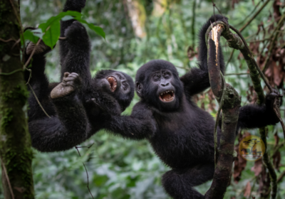 Best Time to Visit East Africa: Complete Seasonal Guide for Gorilla Trekking & Wildlife Safaris