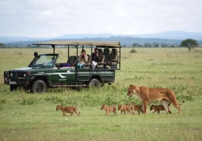 Private Safari vs Group Tours in East Africa: Making the Right Choice for Your Adventure