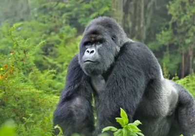 Eco-Friendly Gorilla Trekking in Uganda: A Complete Guide to Conservation-Focused Safari Travel