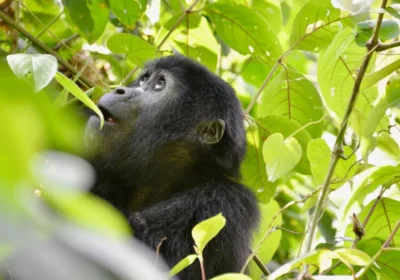 Gorilla Trekking Safari Costs: Complete Guide to Uganda & Rwanda Pricing