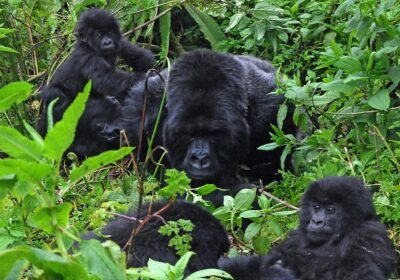 Gorilla Trekking Experience and Expectations: What It’s Really Like in Uganda & Rwanda (2026 Guide)